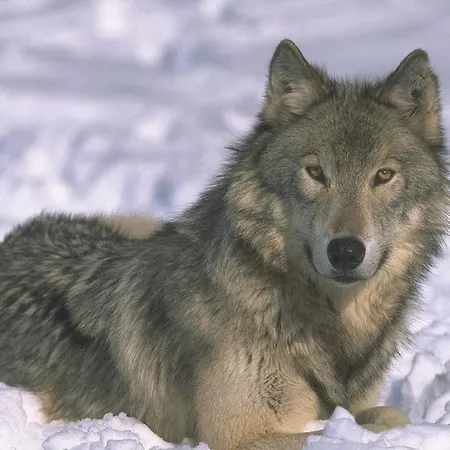 House Graziella * Castiglione a Casauria