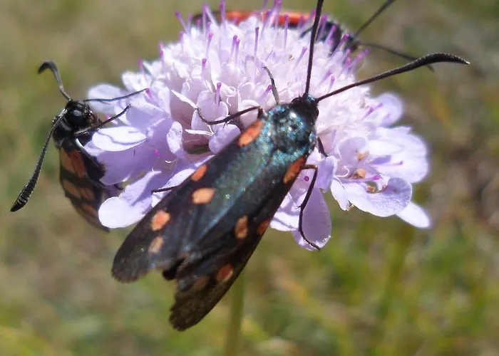 Nyaraló House Graziella